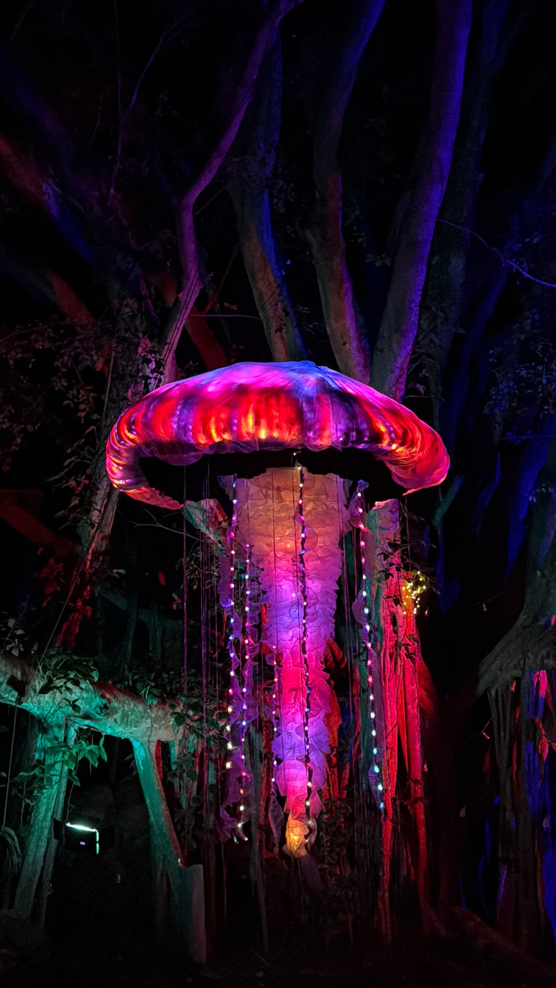 Suspended LED jellyfish sculpture glowing red in a banyan tree, Big Island Hawaii